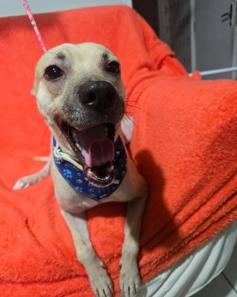 Thomas, cachorro de porte pequeno para adoção em Rio de Janeiro - RJ — foto 5 de 18
