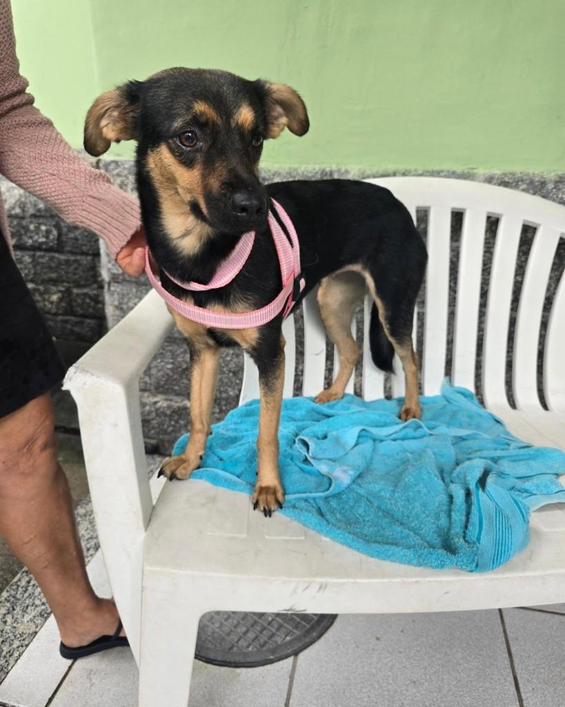 Leona, cadela de porte pequeno para adoção em Rio de Janeiro - RJ