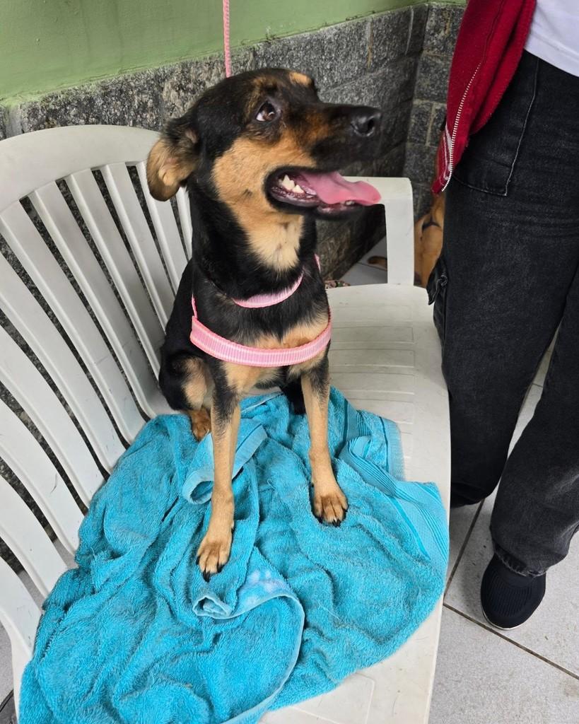Leona, cadela de porte pequeno para adoção em Rio de Janeiro - RJ — foto 2 de 18