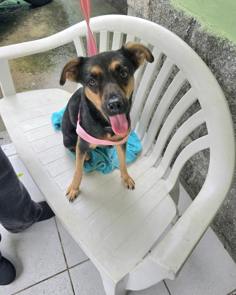 Leona, cadela de porte pequeno para adoção em Rio de Janeiro - RJ — foto 3 de 18
