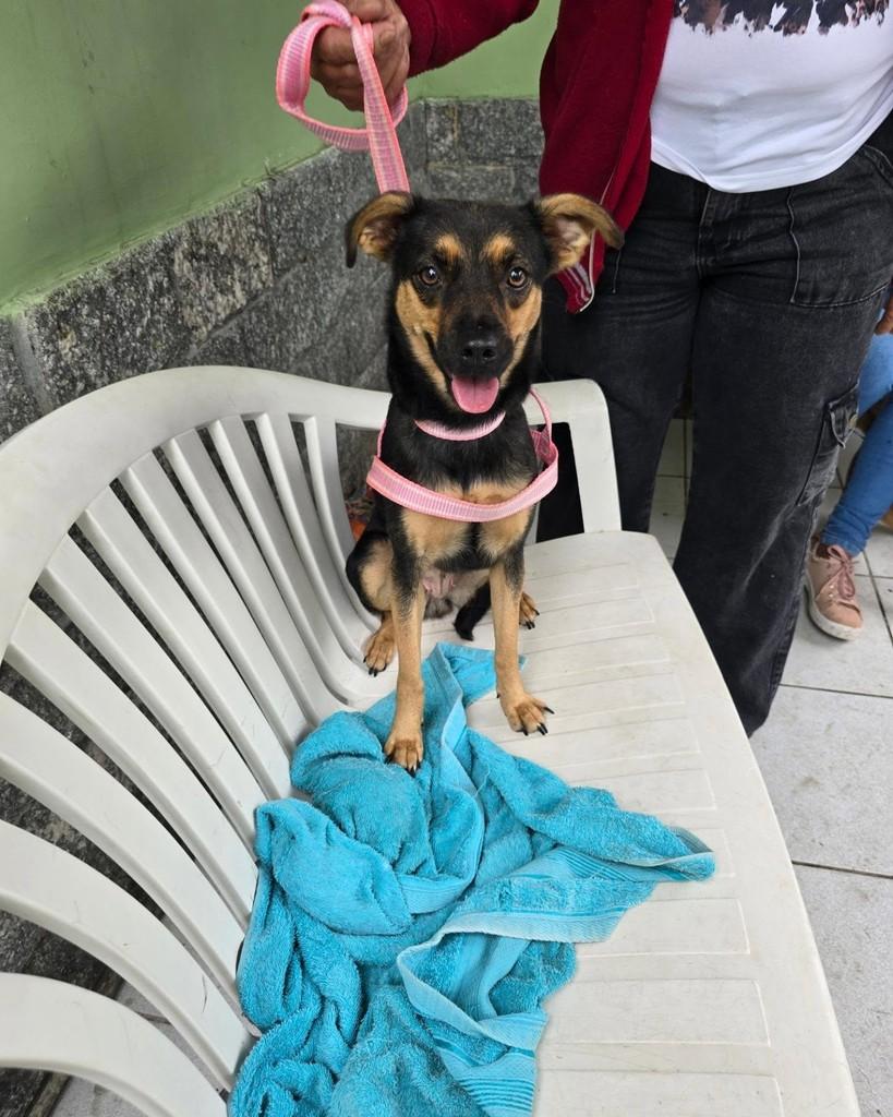 Leona, cadela de porte pequeno para adoção em Rio de Janeiro - RJ — foto 4 de 18