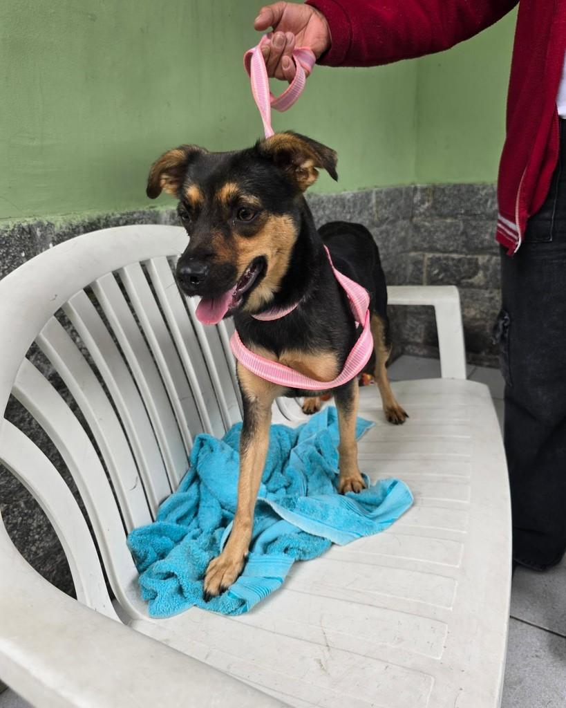 Leona, cadela de porte pequeno para adoção em Rio de Janeiro - RJ — foto 5 de 18