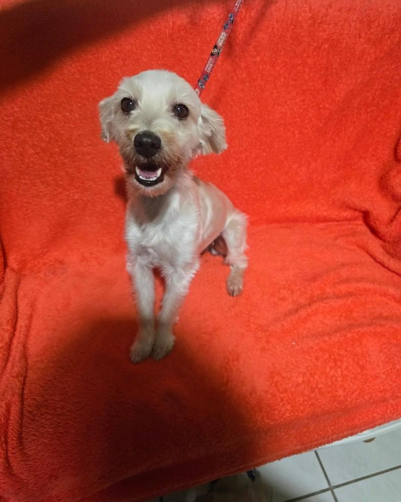 Alegria, cadela de porte médio para adoção em Rio de Janeiro - RJ — foto 3 de 16