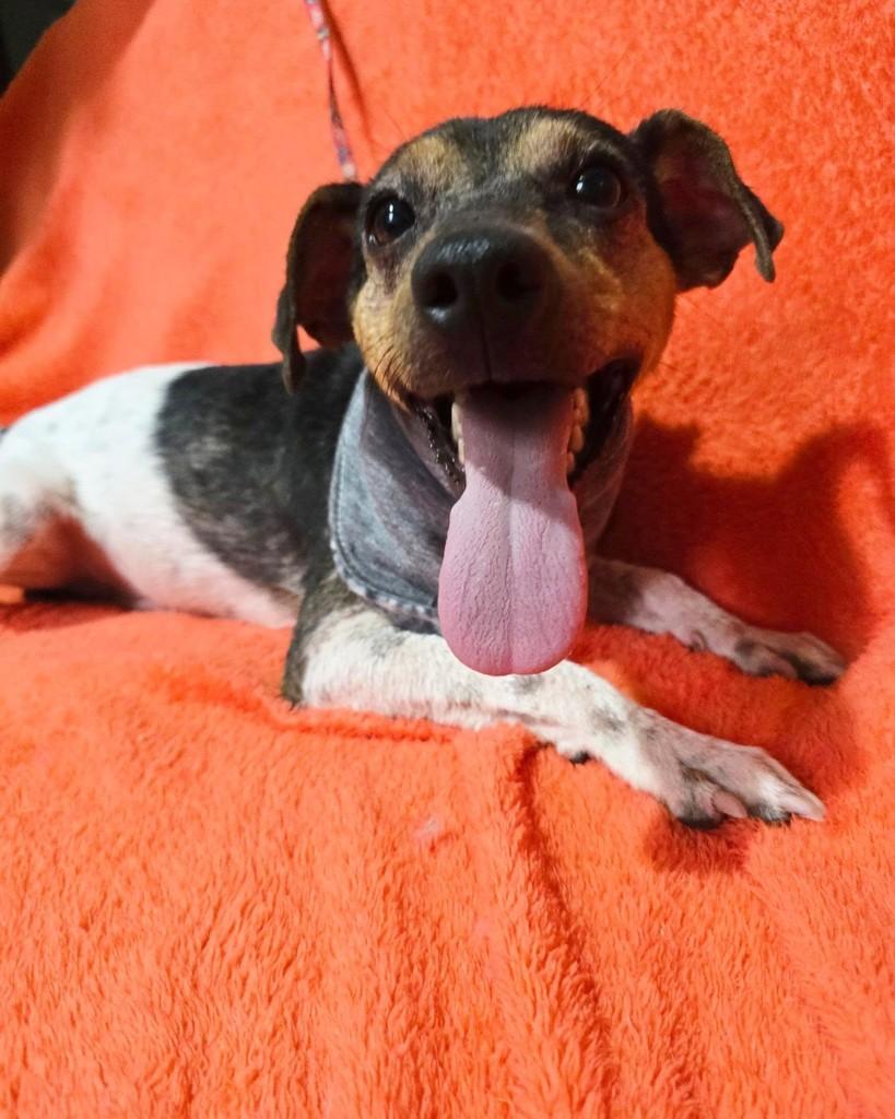 Joaquim, cachorro de porte pequeno para adoção em Rio de Janeiro - RJ