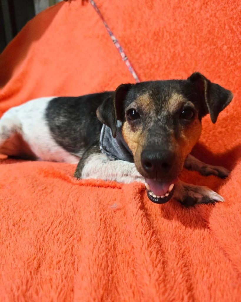 Joaquim, cachorro de porte pequeno para adoção em Rio de Janeiro - RJ — foto 2 de 18