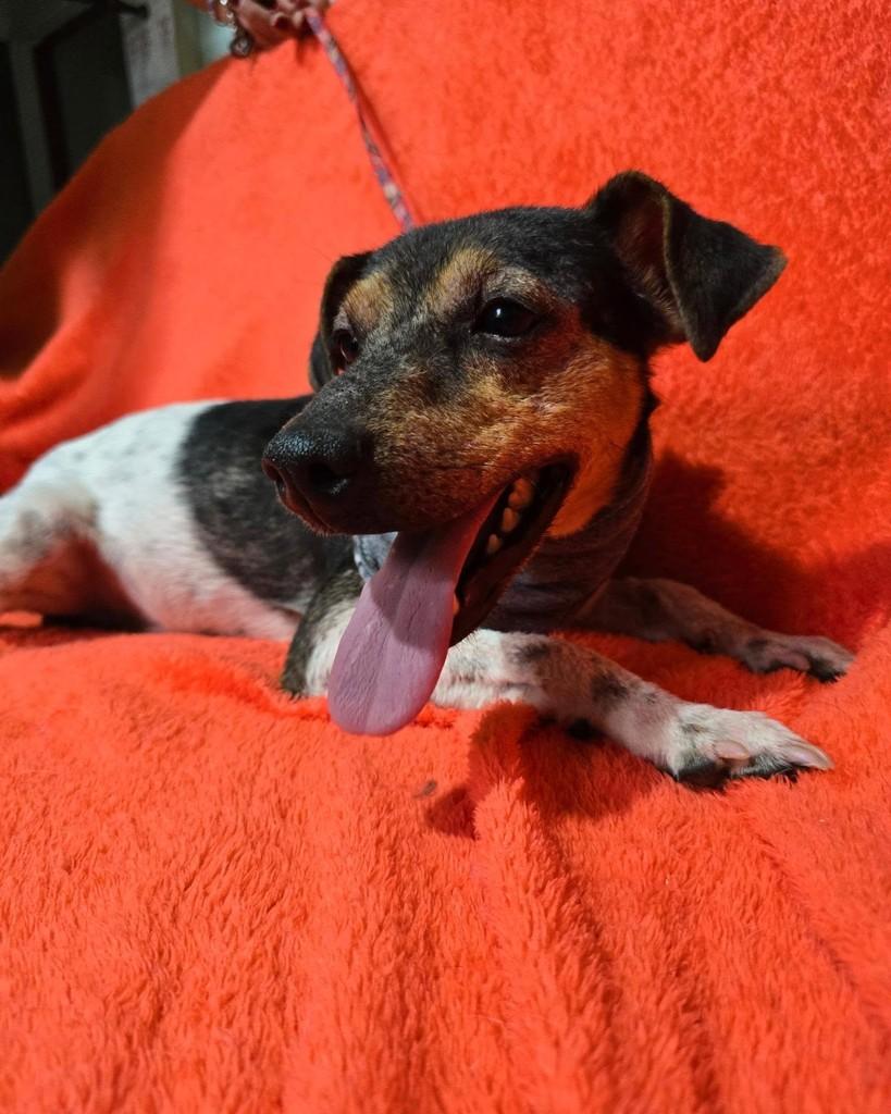 Joaquim, cachorro de porte pequeno para adoção em Rio de Janeiro - RJ — foto 3 de 18
