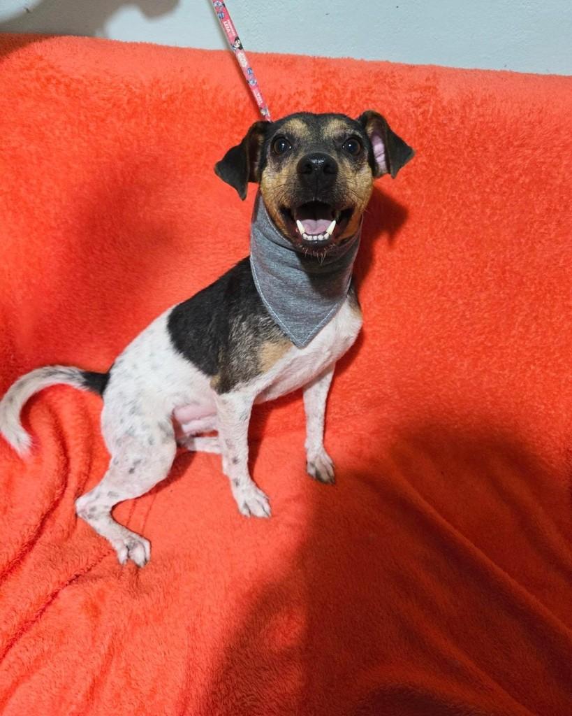 Joaquim, cachorro de porte pequeno para adoção em Rio de Janeiro - RJ — foto 4 de 18