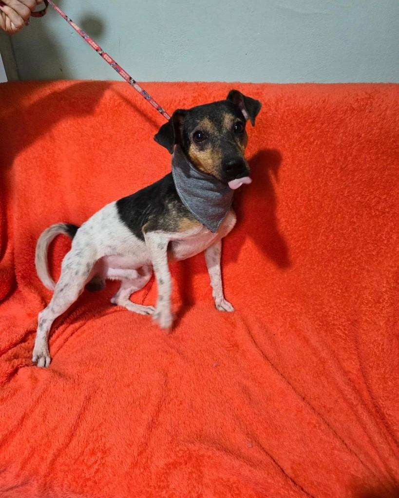 Joaquim, cachorro de porte pequeno para adoção em Rio de Janeiro - RJ — foto 5 de 18
