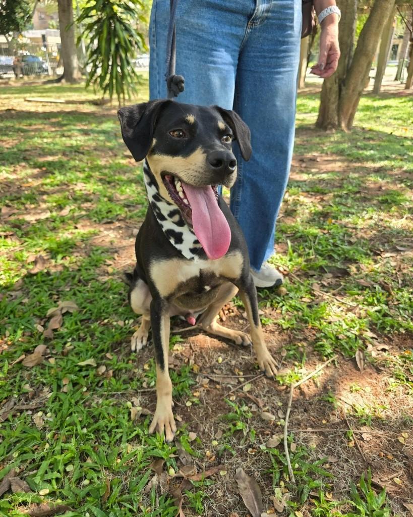 Valente, cachorro de porte médio para adoção em Rio de Janeiro - RJ