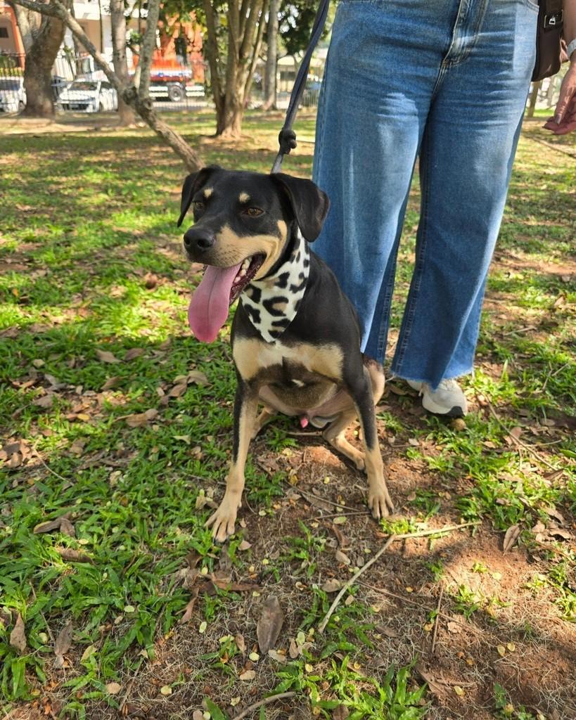 Valente, cachorro de porte médio para adoção em Rio de Janeiro - RJ — foto 2 de 18