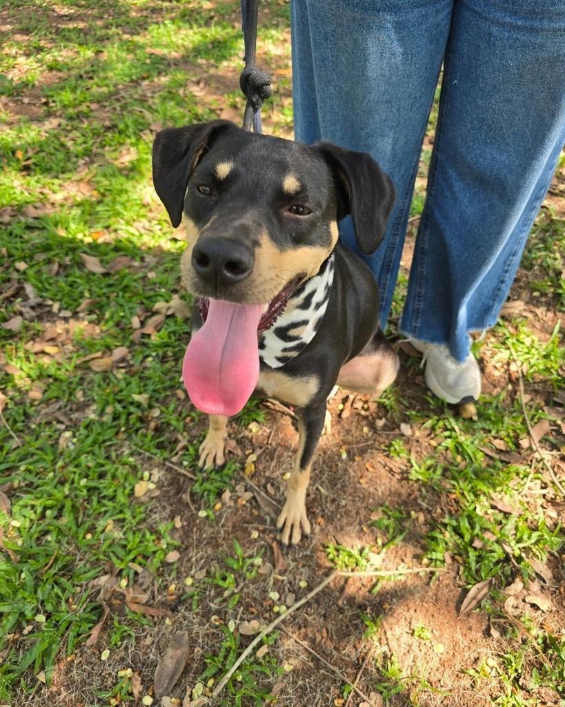 Valente, cachorro de porte médio para adoção em Rio de Janeiro - RJ — foto 3 de 18