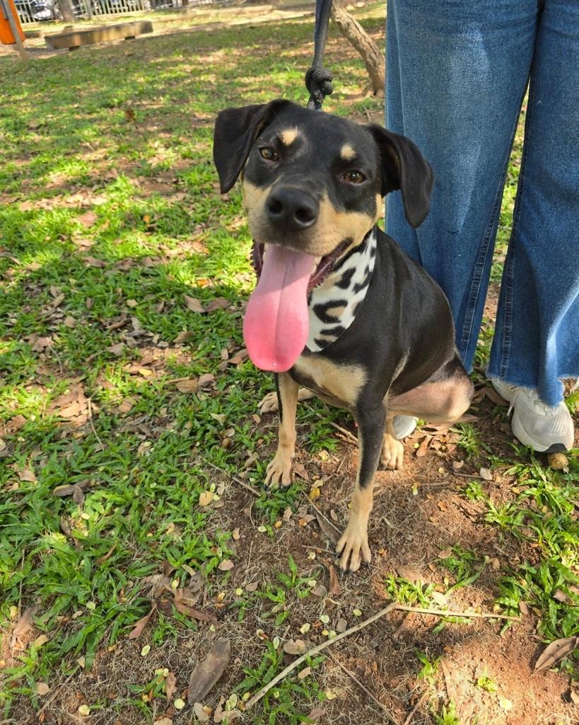 Valente, cachorro de porte médio para adoção em Rio de Janeiro - RJ — foto 4 de 18