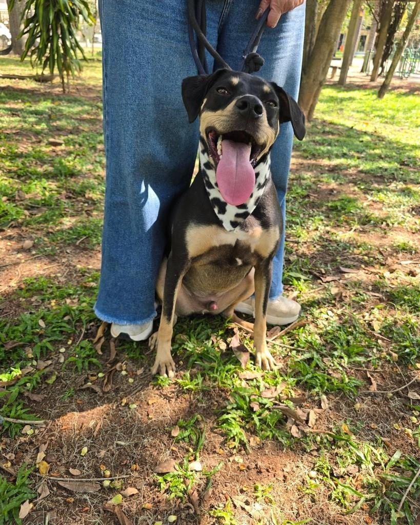 Valente, cachorro de porte médio para adoção em Rio de Janeiro - RJ — foto 5 de 18