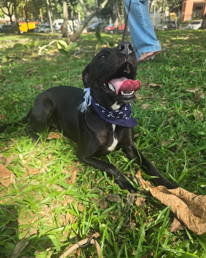 Vlad, cachorro de porte médio para adoção em Rio de Janeiro - RJ