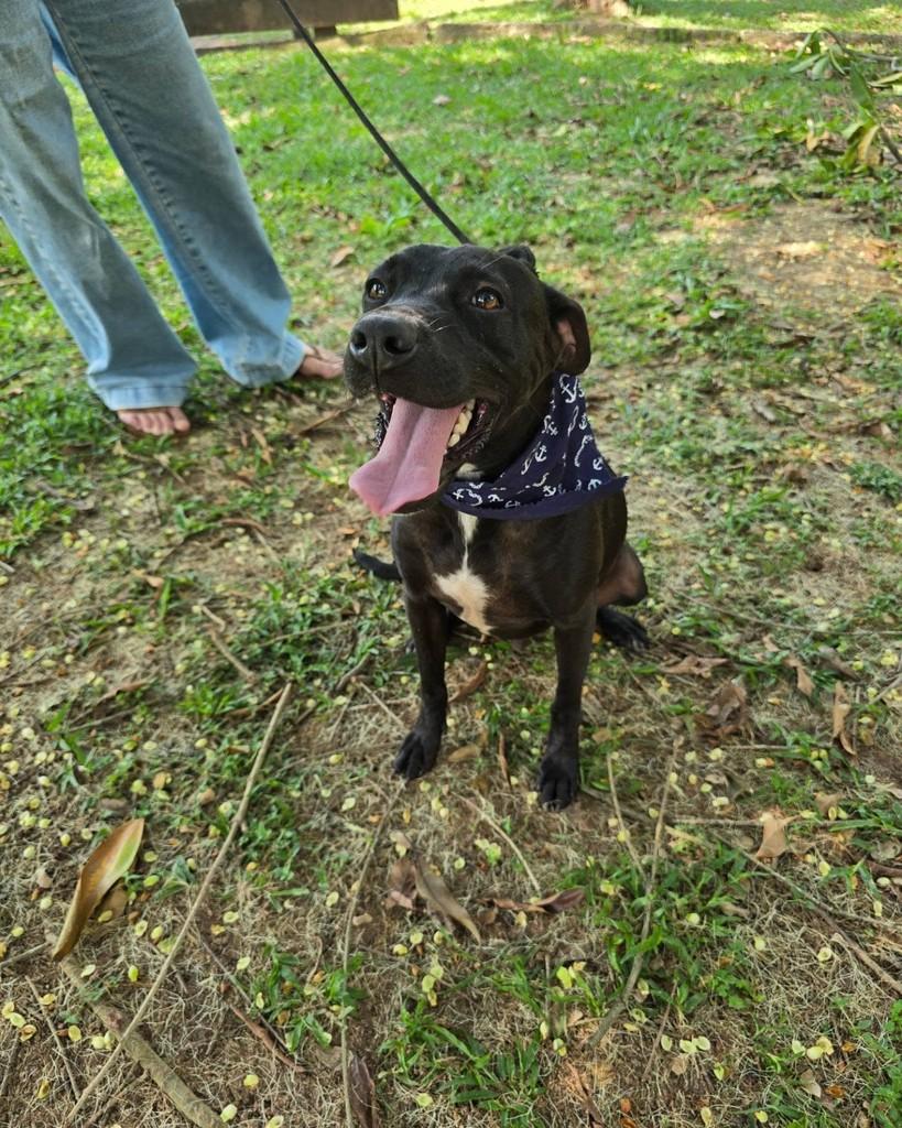 Vlad, cachorro de porte médio para adoção em Rio de Janeiro - RJ — foto 2 de 17