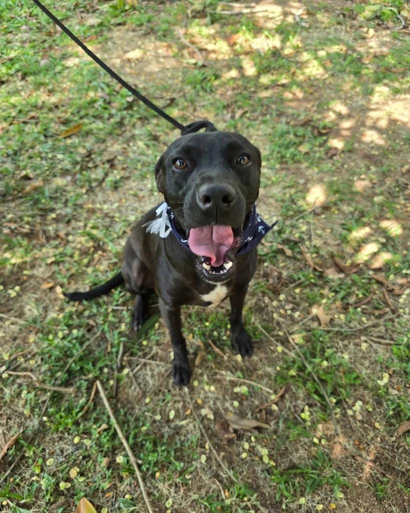Vlad, cachorro de porte médio para adoção em Rio de Janeiro - RJ — foto 4 de 17