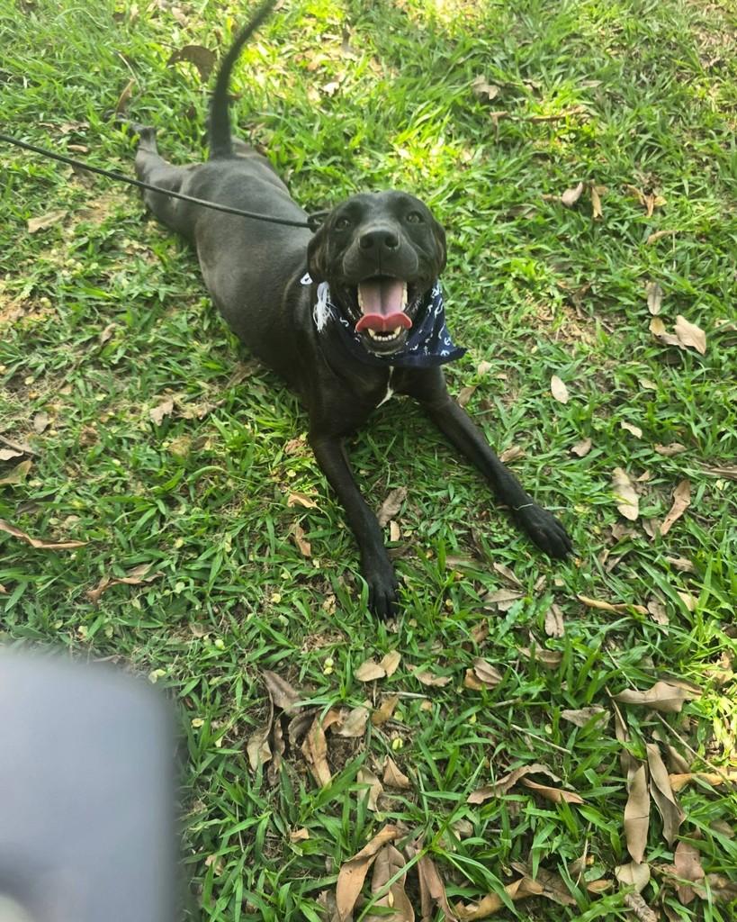 Vlad, cachorro de porte médio para adoção em Rio de Janeiro - RJ — foto 5 de 17