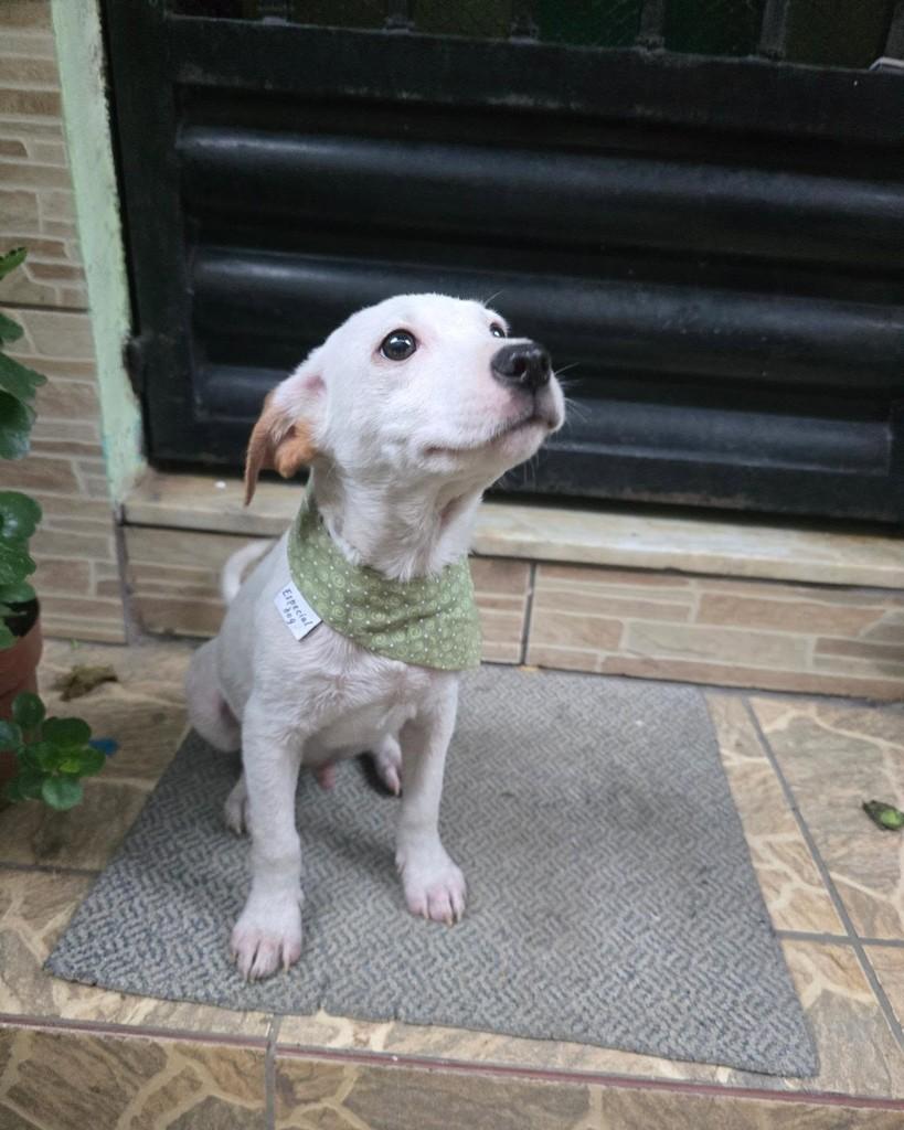 Ninho, cachorro de porte pequeno para adoção no Rio de Janeiro - RJ