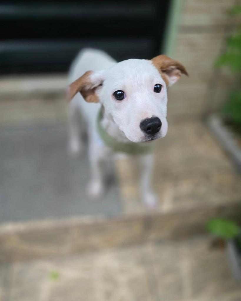 Ninho, cachorro de porte pequeno para adoção no Rio de Janeiro - RJ — foto 2 de 18