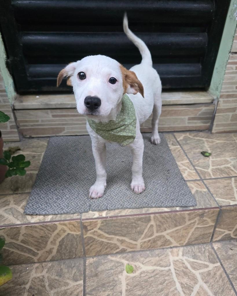 Ninho, cachorro de porte pequeno para adoção no Rio de Janeiro - RJ — foto 3 de 18