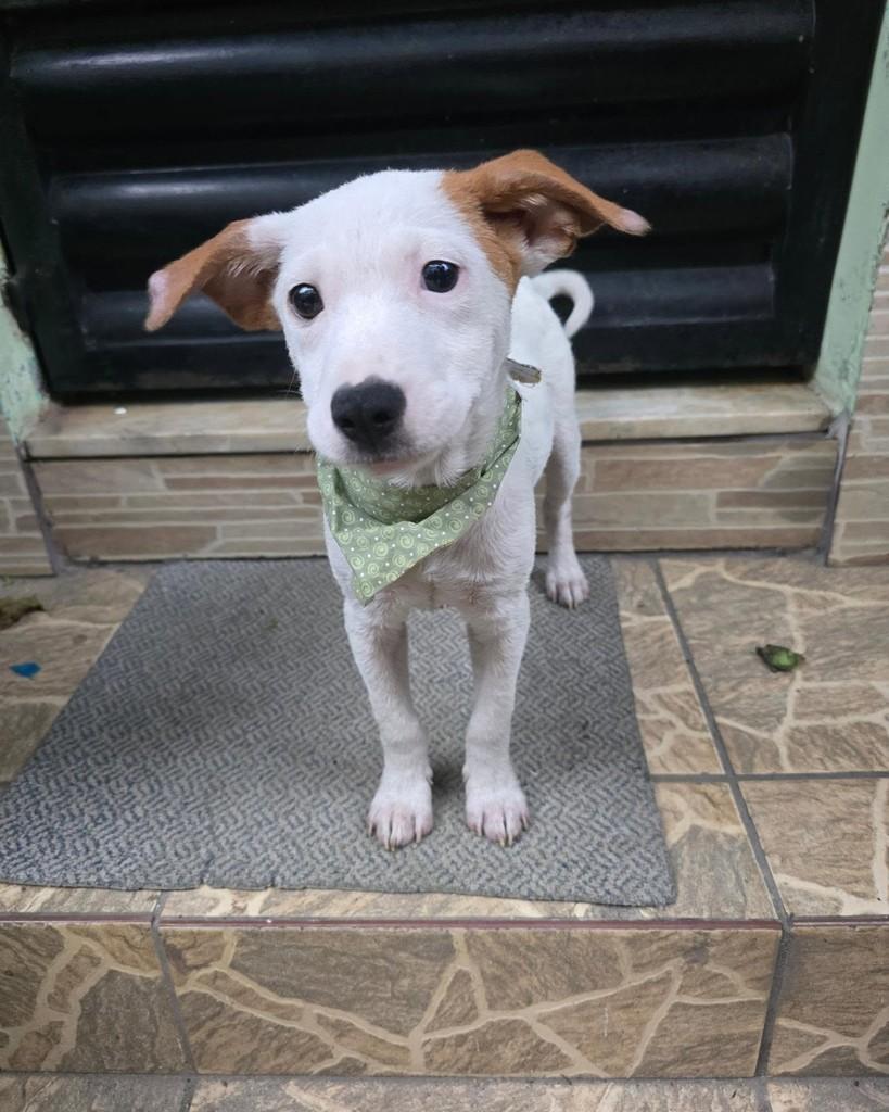 Ninho, cachorro de porte pequeno para adoção no Rio de Janeiro - RJ — foto 4 de 18