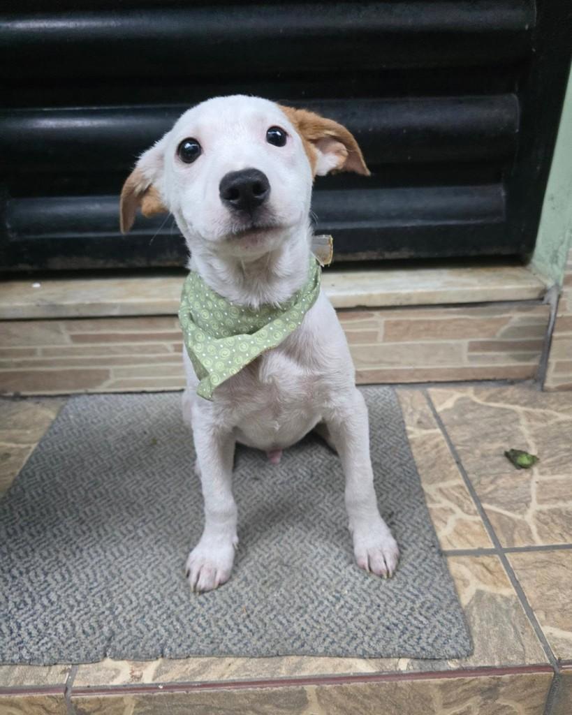 Ninho, cachorro de porte pequeno para adoção no Rio de Janeiro - RJ — foto 5 de 18