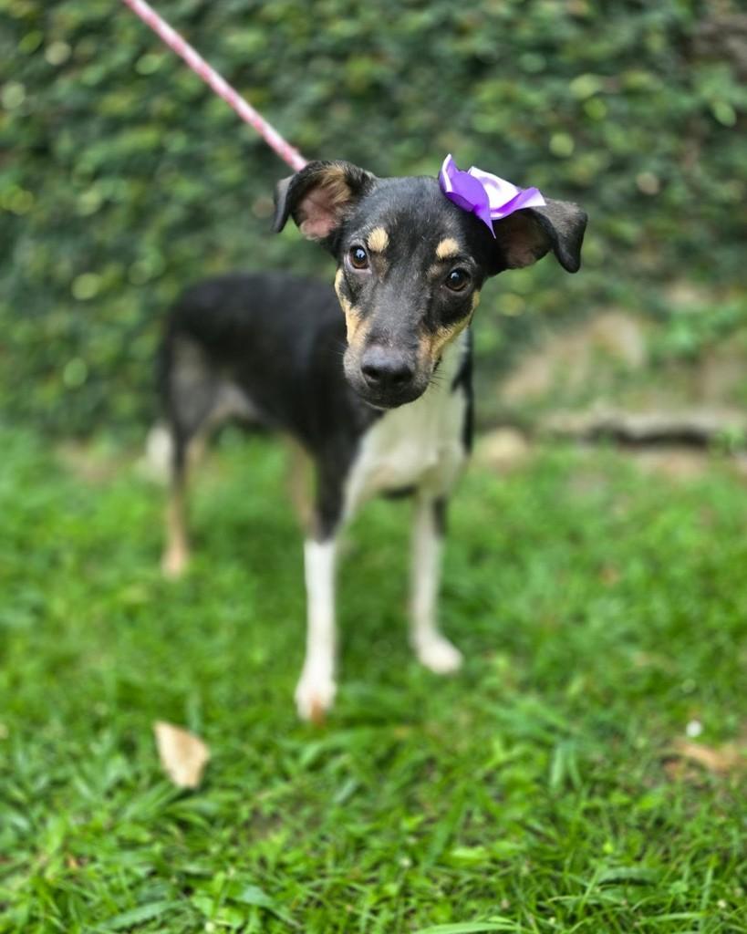 Lavanda, cadela de porte médio para adoção no Rio de Janeiro - RJ — foto 2 de 18