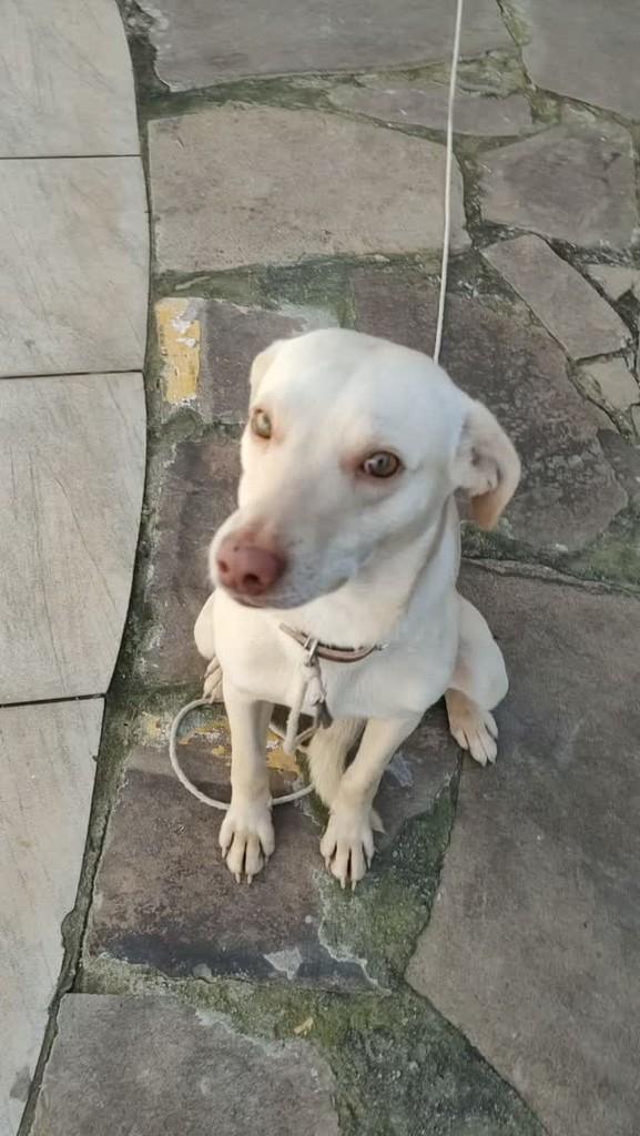 Xamã, cachorro de porte médio para adoção em Santa Maria - RS
