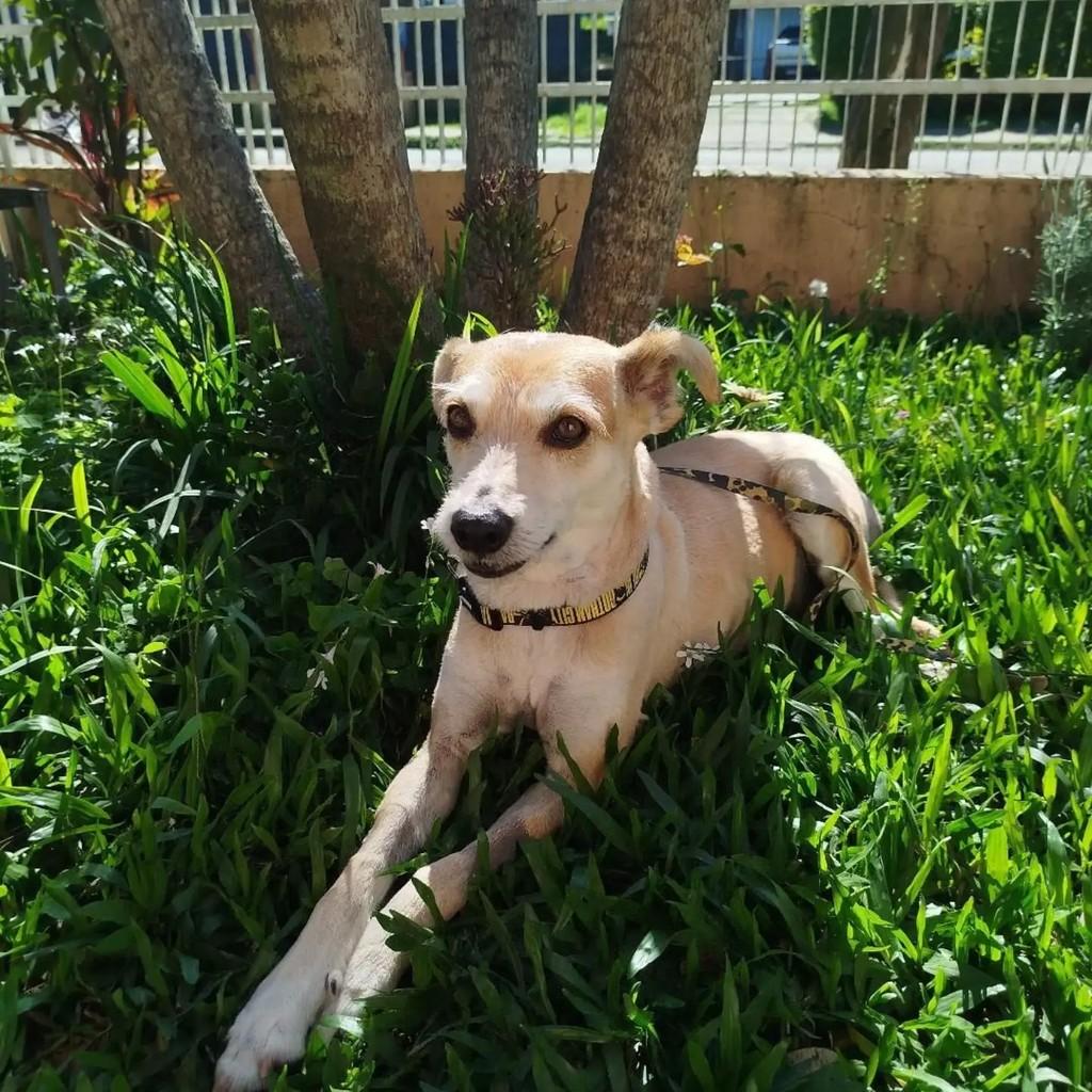 Fiapinho, cachorro de porte médio para adoção em Santa Maria - RS