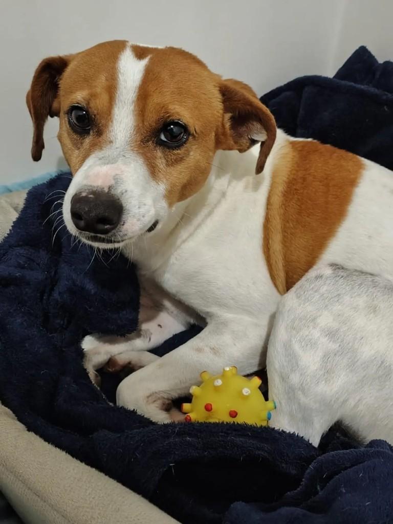 Lucky, cachorro de porte médio para adoção em Santa Maria - RS