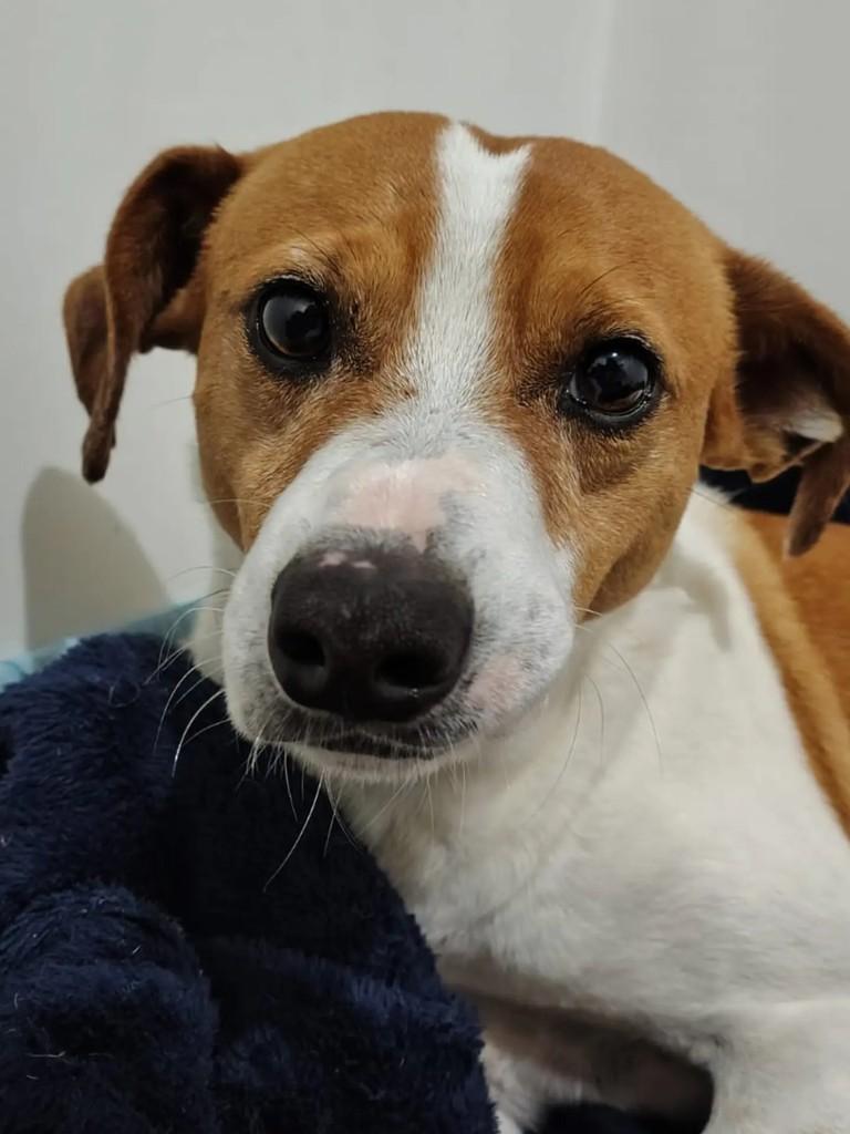 Lucky, cachorro de porte médio para adoção em Santa Maria - RS — foto 2 de 3