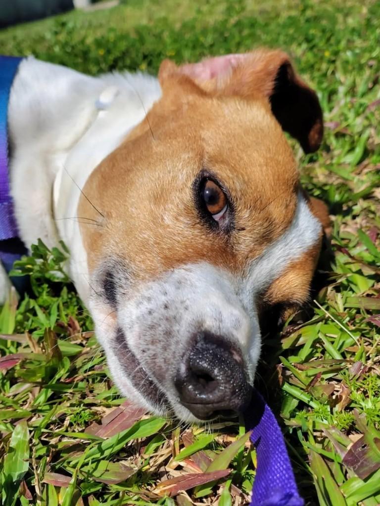 Lucky, cachorro de porte médio para adoção em Santa Maria - RS — foto 3 de 3
