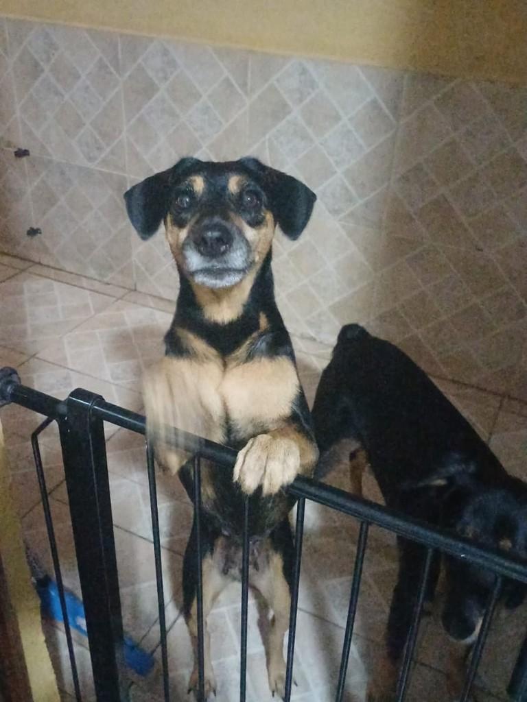 Ritinha, cadela de porte médio para adoção em São José dos Campos - SP