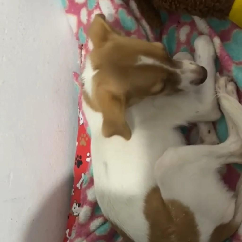 Rita Maria, cachorro de porte pequeno para adoção em São José dos Campos - SP