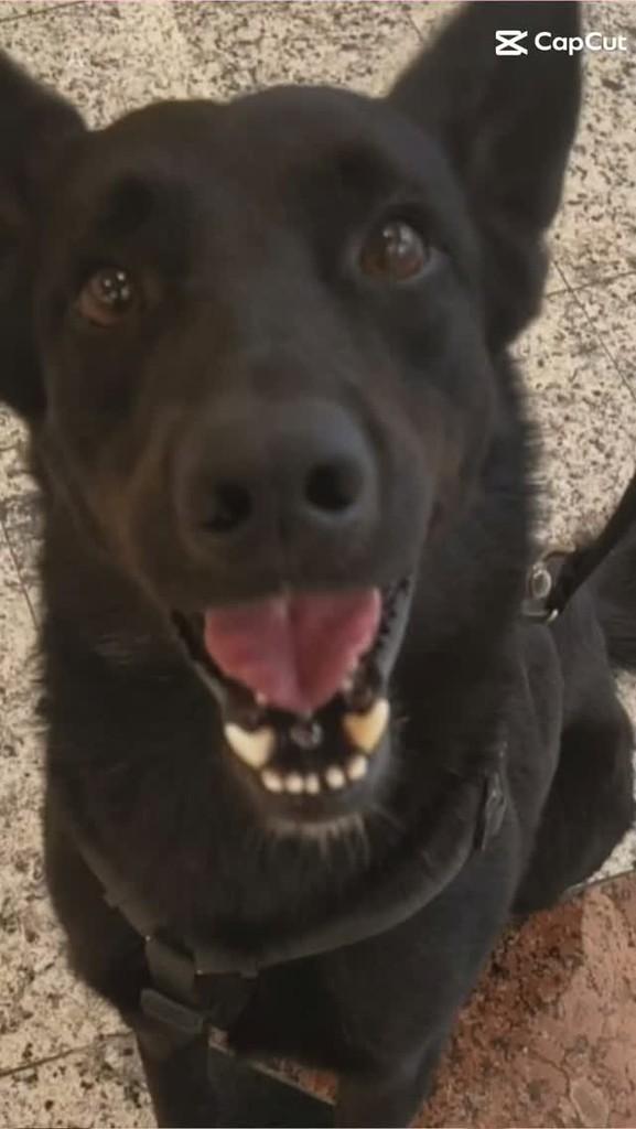 Tarik, cachorro de porte médio para adoção em São José dos Campos - SP