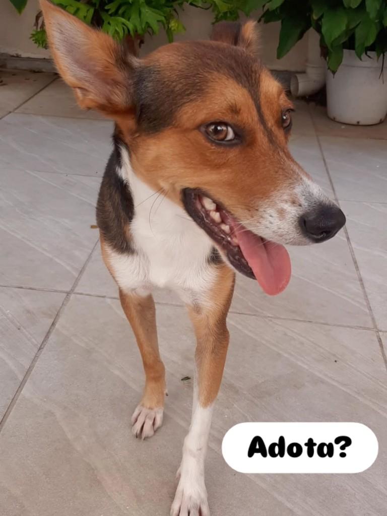 Doguinho, cachorro de porte médio para adoção em Recife - PE