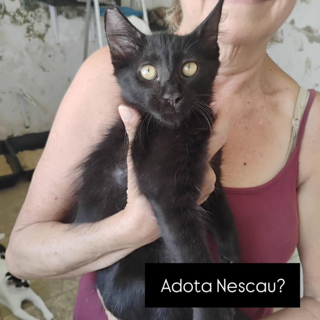 Felpudinho, gato para adoção em Recife - PE