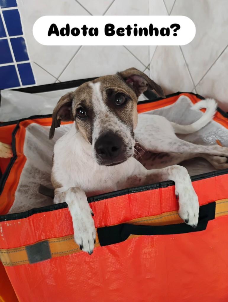 Betinha, cadela de porte pequeno para adoção em Recife - PE