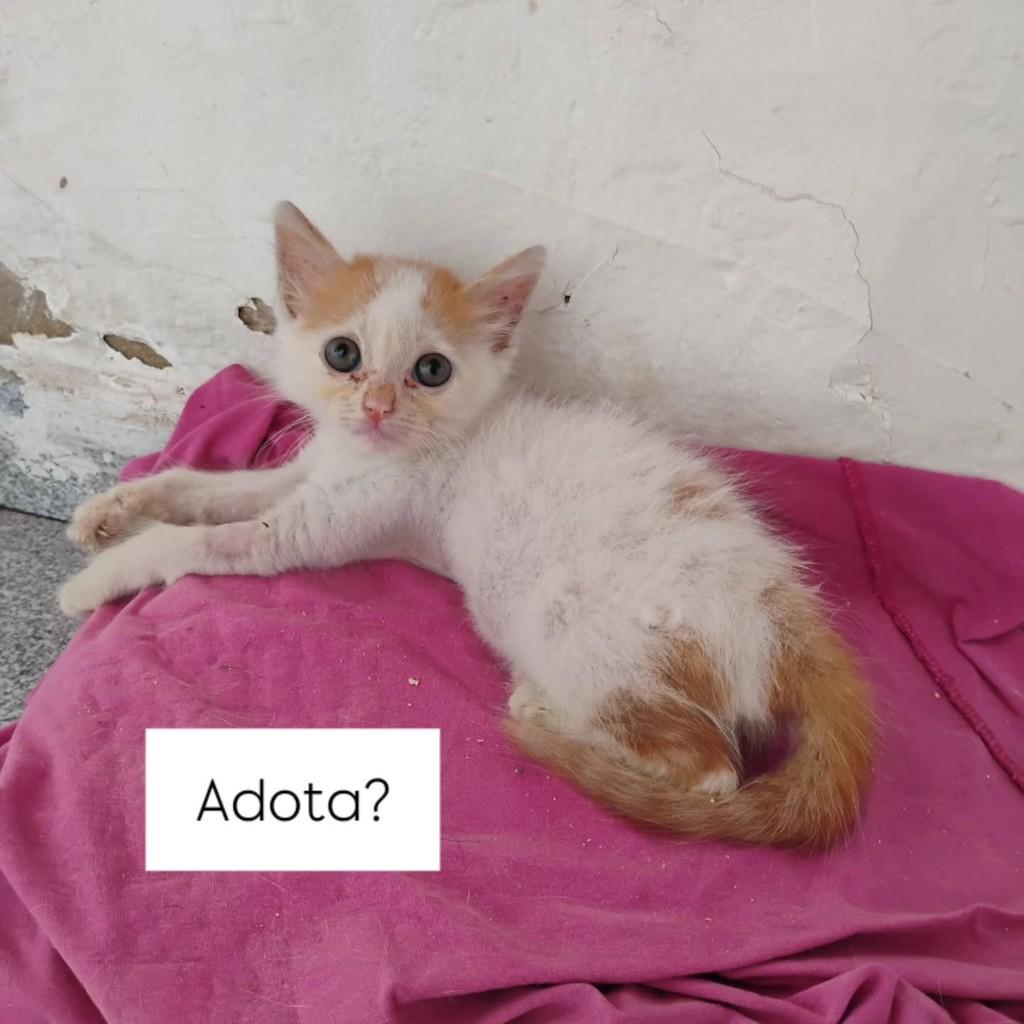 Tapioca, gata de porte pequeno para adoção em Recife - PE