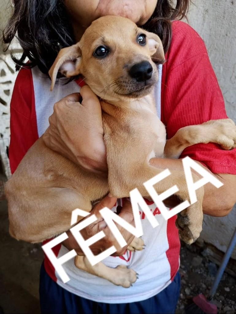 Doguinhos caramelos, cachorro de porte pequeno para adoção em Recife - PE