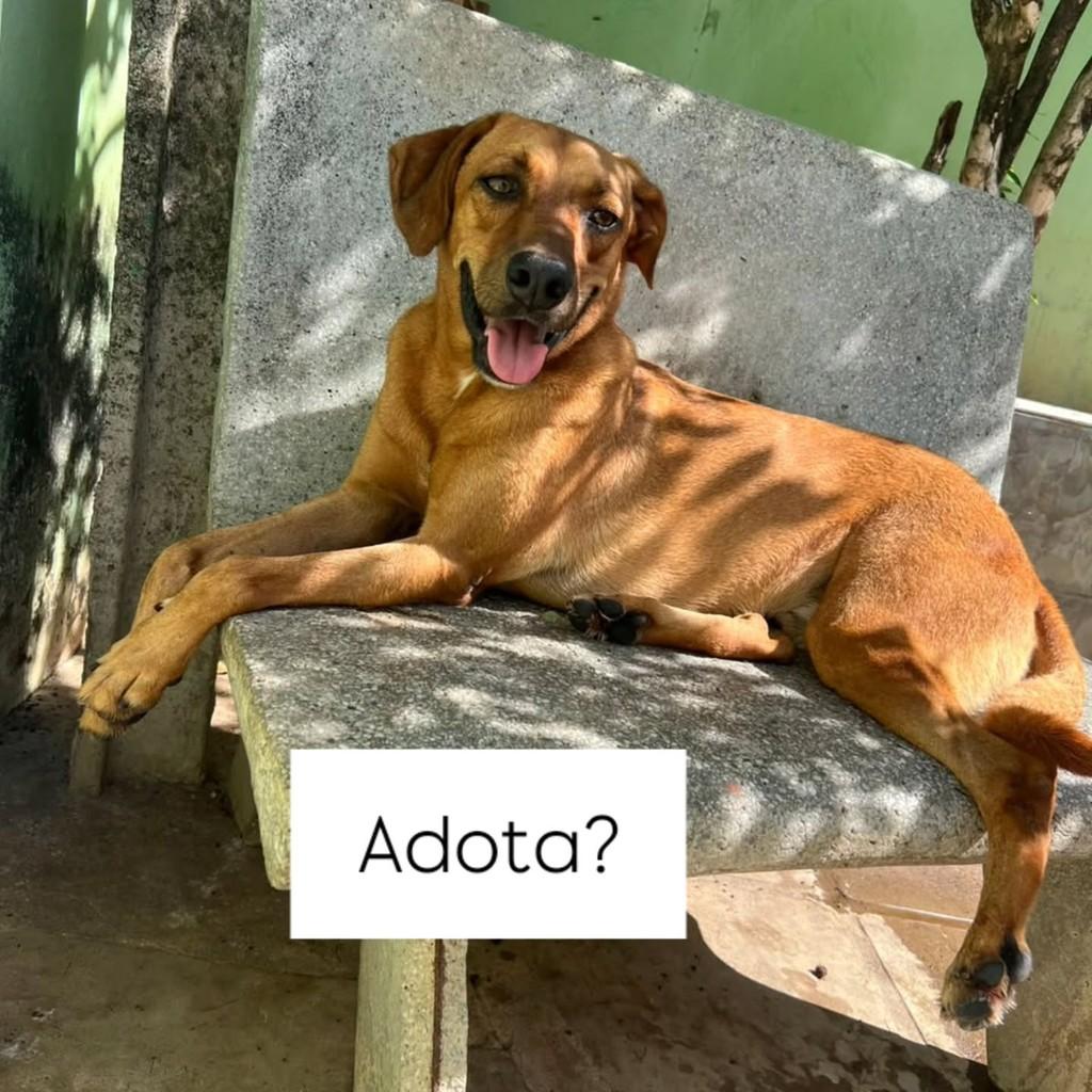 Toddy, cachorro de porte médio para adoção em Recife - PE