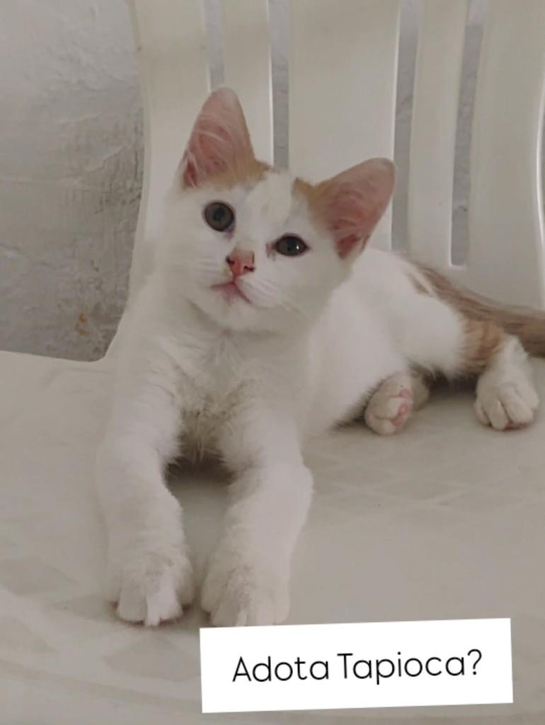 Delícia, gato de porte pequeno para adoção em Recife - PE