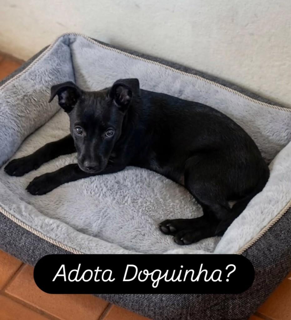 Pequena, cachorro de porte pequeno para adoção em Recife - PE