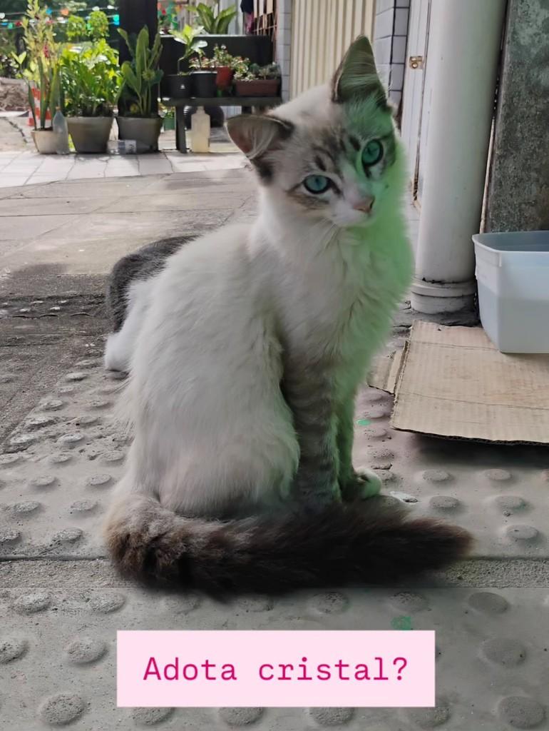Hj, gata de porte pequeno para adoção em Recife - PE