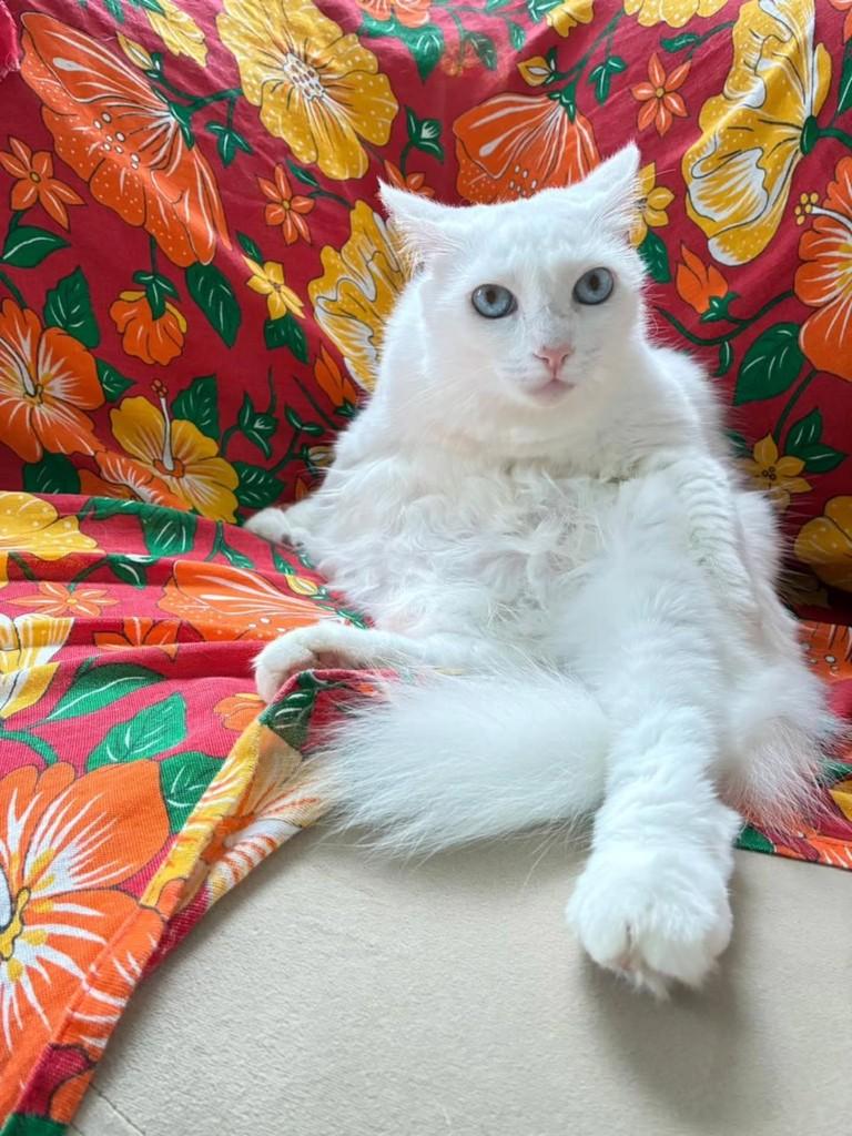 Linda, gata de porte médio para adoção em Recife - PE
