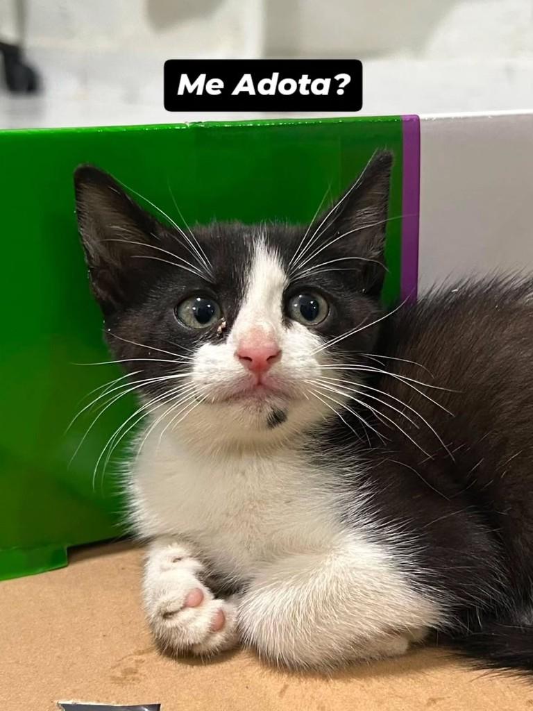 Frajolinha, gata de porte pequeno para adoção em Recife - PE