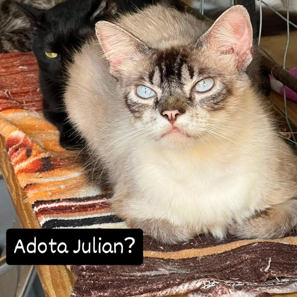 Julian, gato de porte médio para adoção em Recife - PE