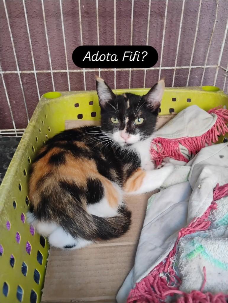 Fifi, gata de porte pequeno para adoção em Recife - PE