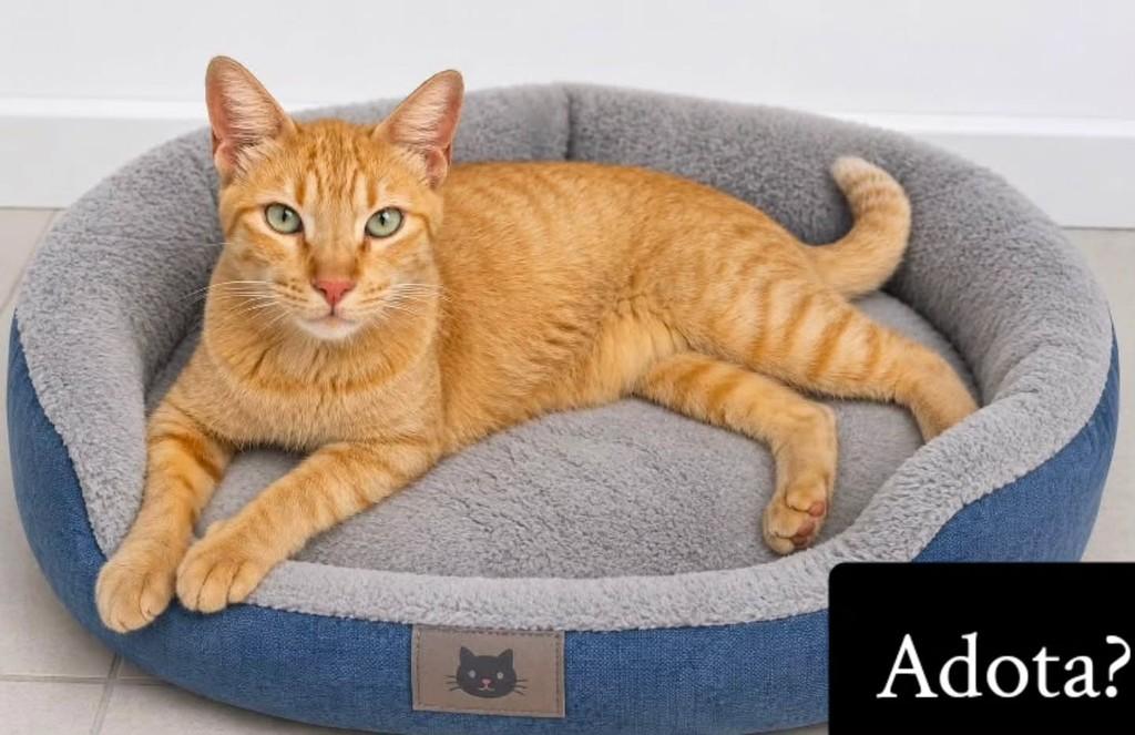 Lilo, gato de porte médio para adoção em Recife - PE