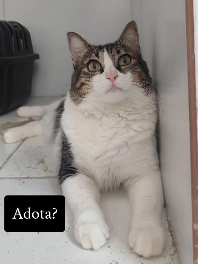 Perola, gato de porte médio para adoção em Recife - PE